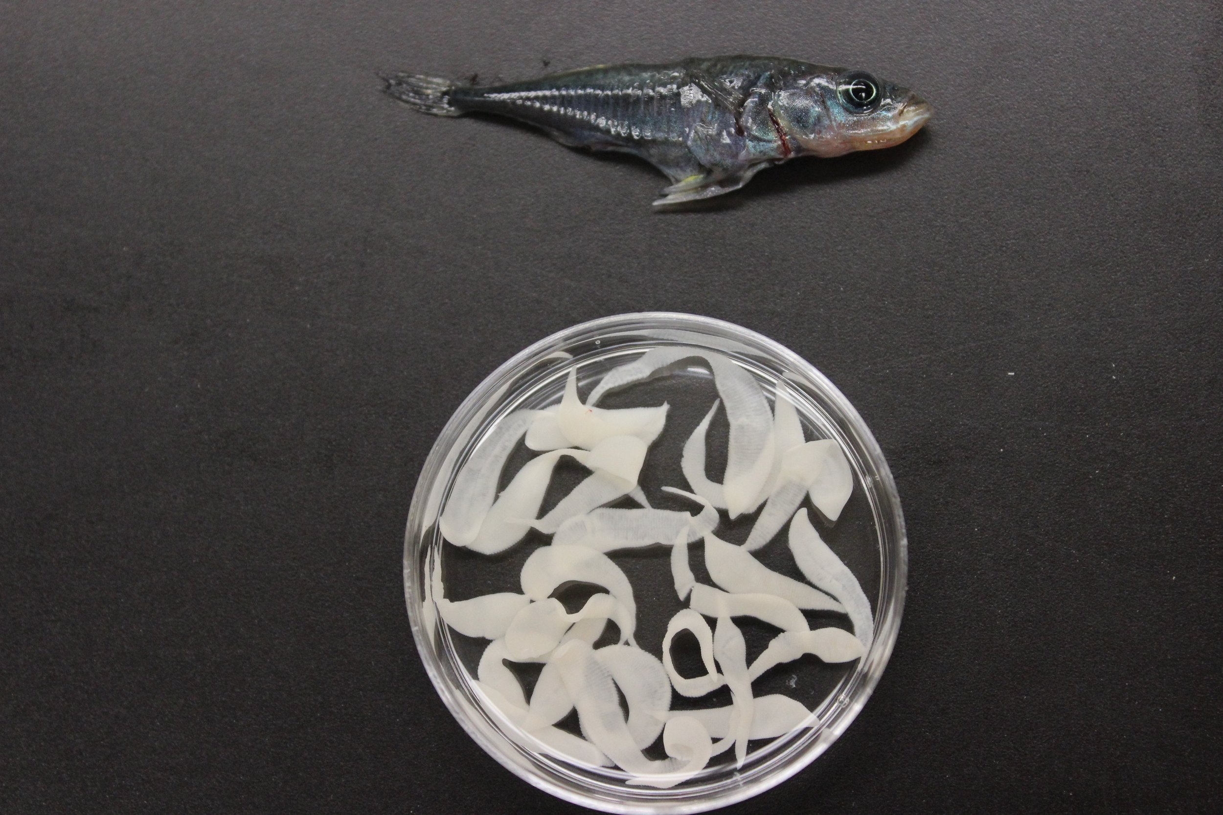 Hello, I'm a future event!