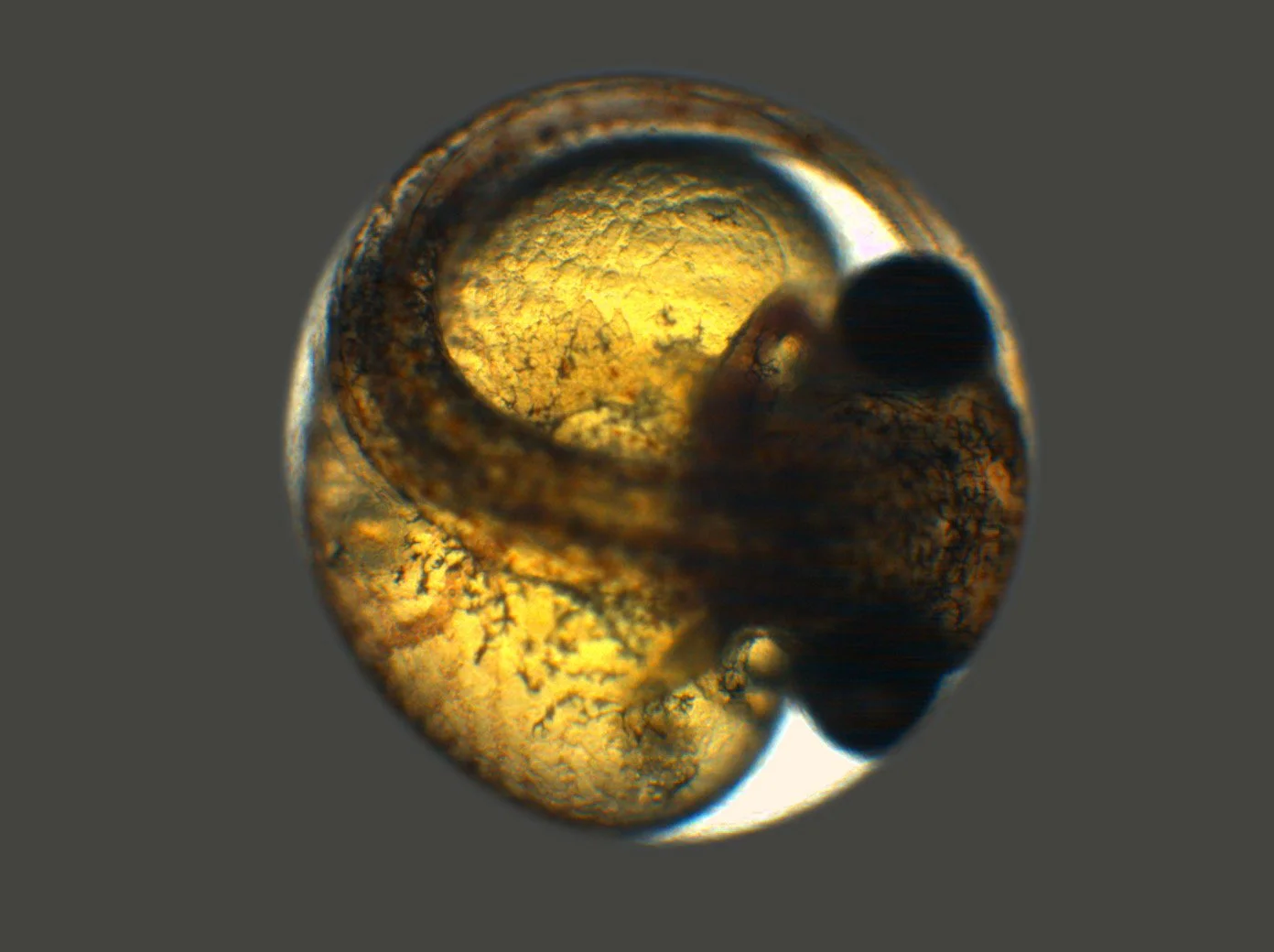 stickleembryo-Edit-3.JPG