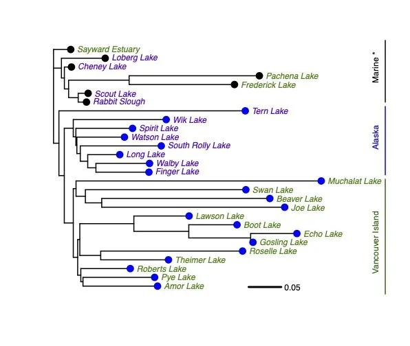 Alaska and BC Phylogeny.jpg