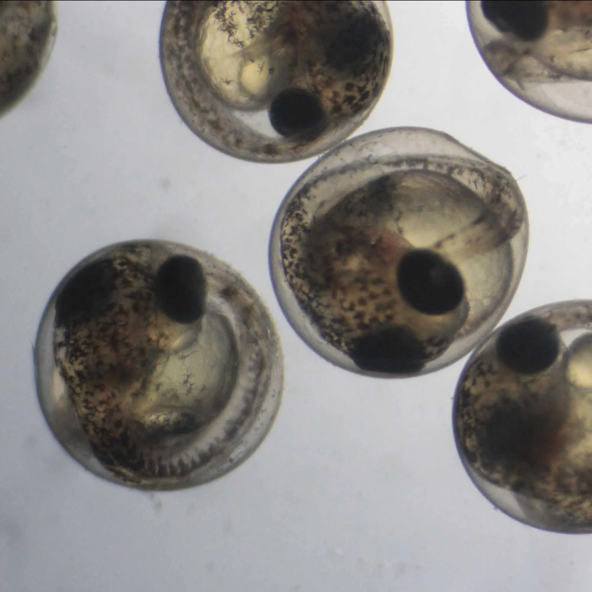 Stickleback IVF Breeding (Clutch generation and maintenance)