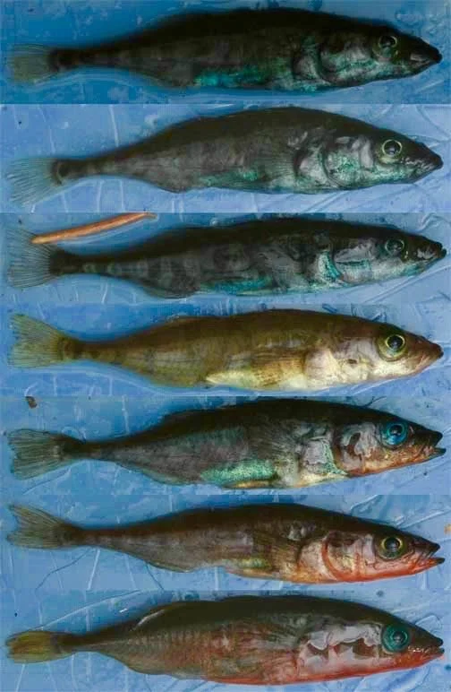 Bolnick Lab Gasterosteus aculeatus Flow Cytometry Protocol Book