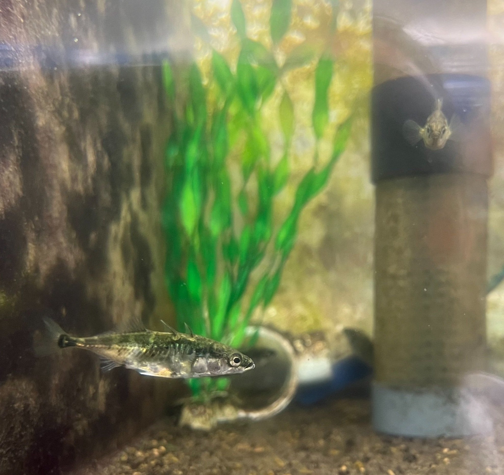 ICampbell+River+BC.jpg