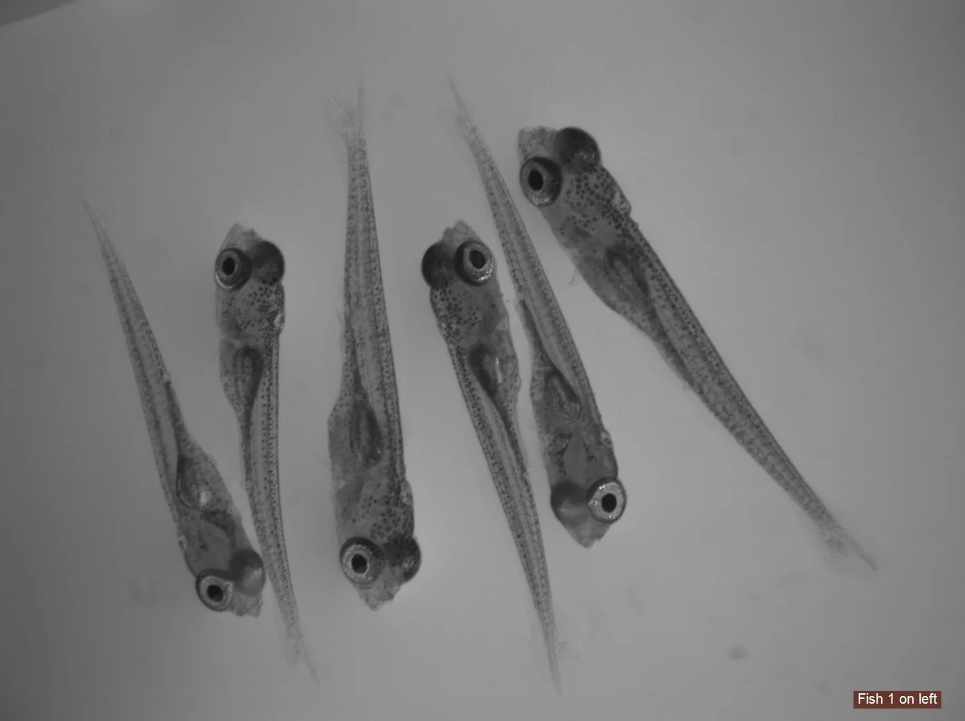 14 day old fish.jpg