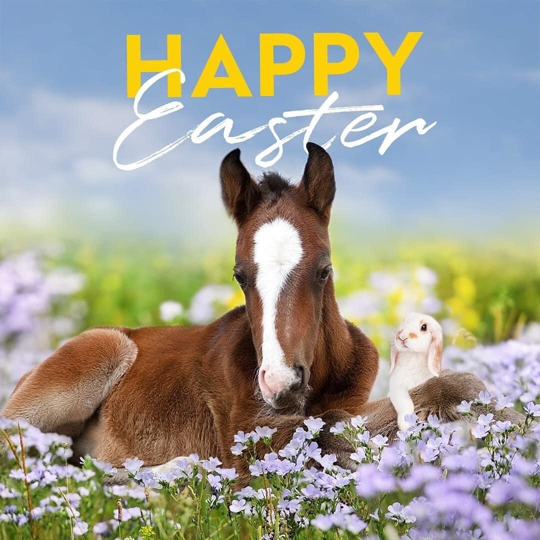From our family to yours - &ldquo;have a wonderful, safe Easter&rdquo;! 
Cherish the time with all of your loved ones, and enjoy all of the festivities 🍻🥂🦐🐟😍
.
.
.
.
#happyeaster #easter #easter2024 #vardythoroughbreds #family