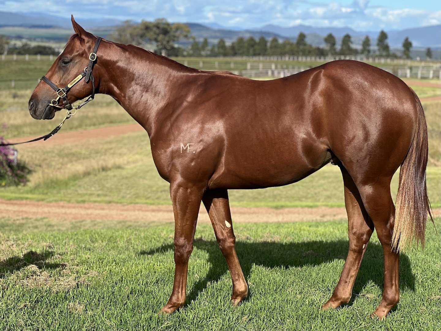 Bang, on the board already🎯
A ripper of a colt by Zousain (Zoustar) out of group winning mare, Is Amazing. 
The mare has had 9 foals to race for a 100% strike rate of 9 winners🤩💪

#vardyvalue was at play again, with us grabbing this bloke for an a