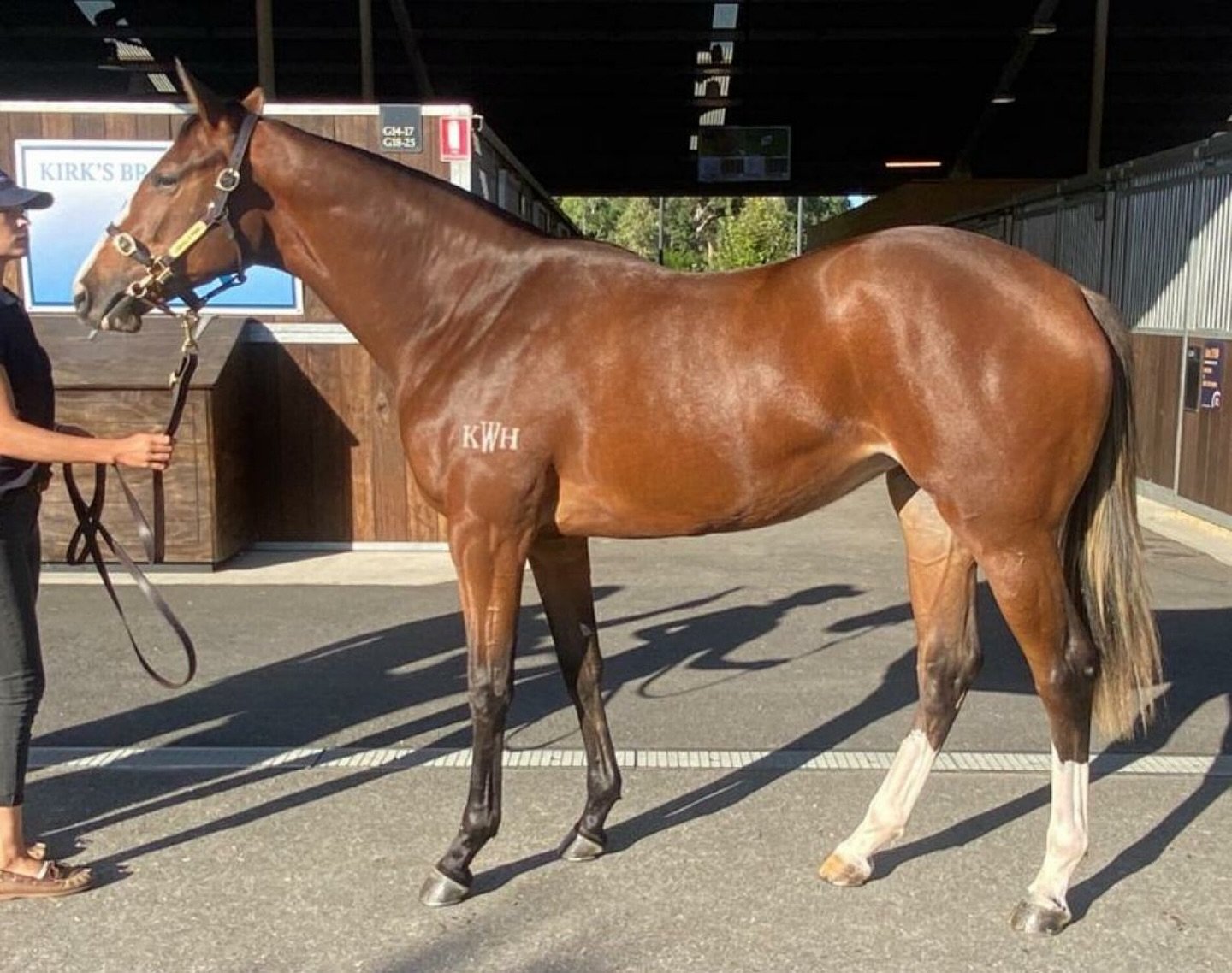 Purchase no.2
A beautiful filly by Castelvecchio out of winning mate Golden Statue. 
This filly is out of a half-sister who produced champion sprinter HAY LIST😮
We&rsquo;ll send her to @johnthompsonracing as JT trains the sister. 
Once again, this r