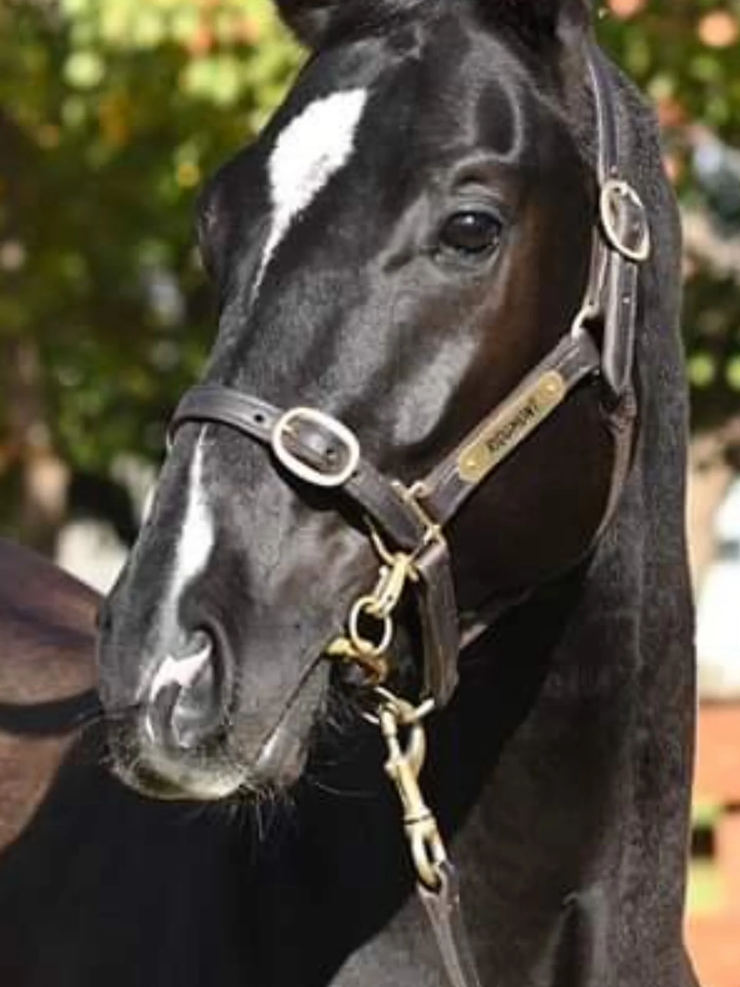 Eyespy The Eagle represents the team today @kemblagrangeracecourse in race 1

He&rsquo;s first up after a nice trial and hopefully can put in a nice performance 🤞

Good luck to @brockryan_ @johnthompsonracing and all of his owners🤞💙💚🤍
.
.
.
.
#v
