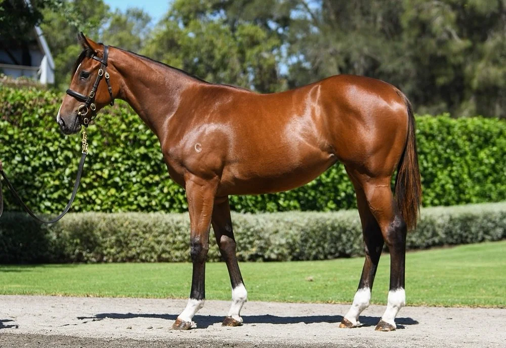 When I purchased Legaselli (Kings Legacy x Luiselli) from @coolmoreaustralia at the @magicmillions sales in January, I never thought in my wildest dreams that we&rsquo;d be running in the Gimcrack Stakes for 2YO fillies @royal_randwick_racecourse !

