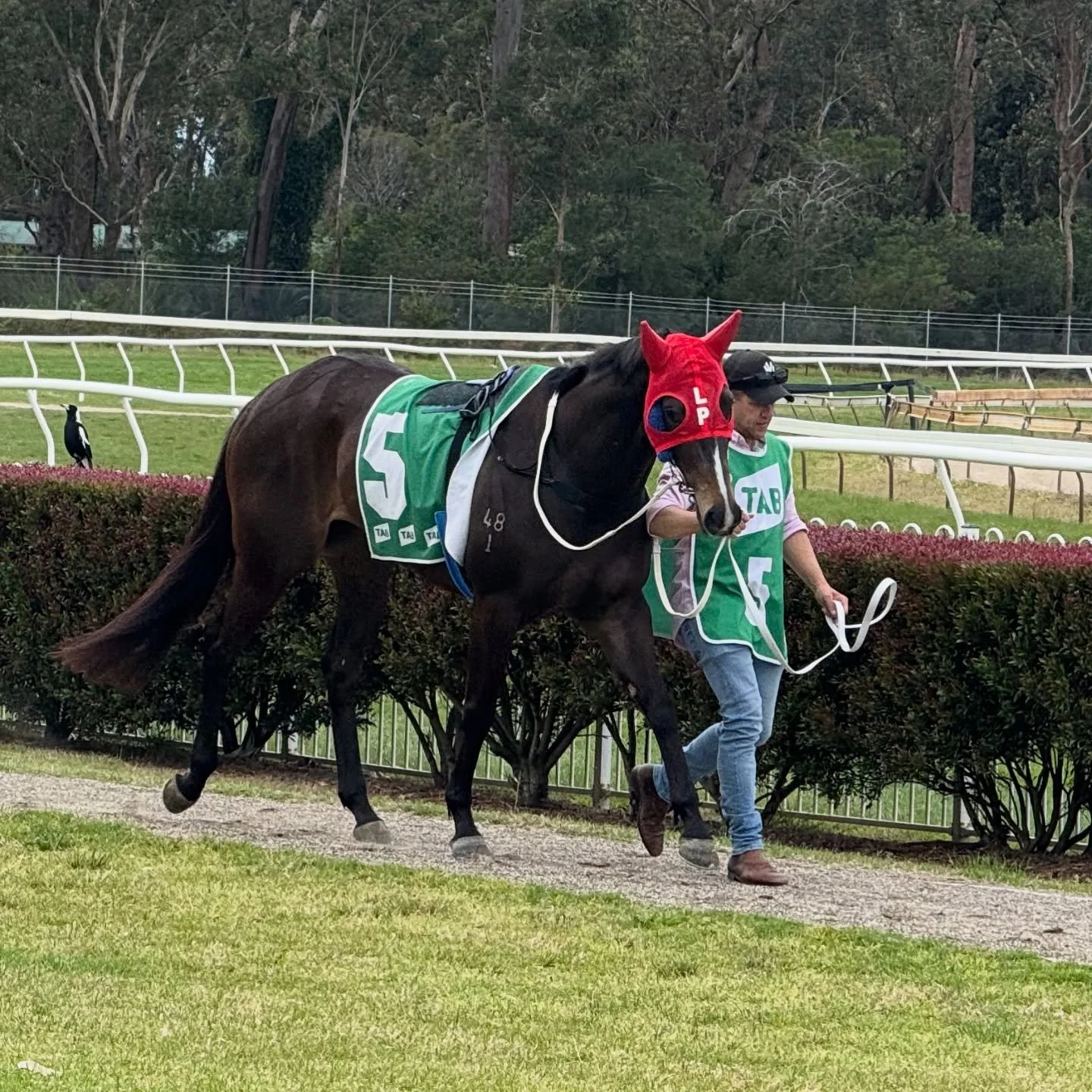 Is today the day for Brutal Belle? 

After a run of three consecutive seconds, surely its fourth time lucky🤞🙏

@pepperracing2 and @jackymartin_ are heading to Cootamundra to hopefully get the chocolates 🍫 in race 2

&ldquo;BB&rdquo; is in terrific