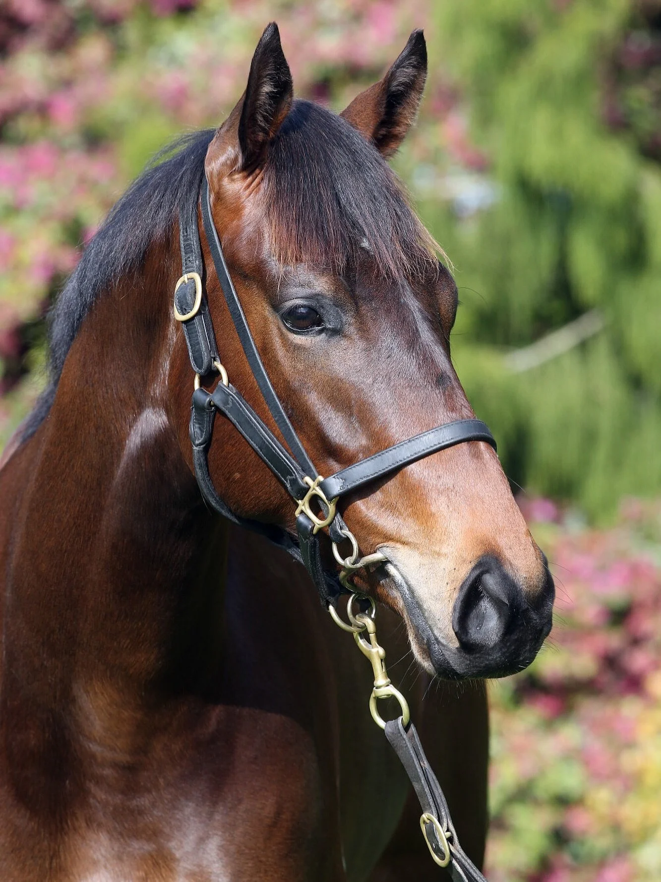 Anuzou! 12 months ago we purchased the big fella from the #inglisready2racesale , and today he makes his debut @warwick_farm_racecourse, ironically in the Inglis Ready2Race Plate! 

@bayliss777 takes the ride and he&rsquo;s been super keen to keep th