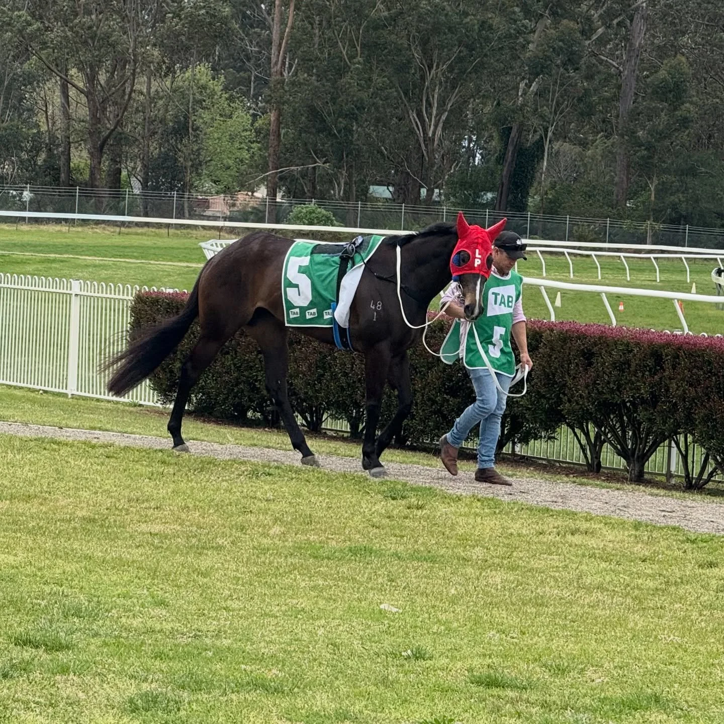 Brutal Belle and Helluva Soiree represent the team today @thoroughbredpk Canberra. 

&ldquo;BB&rdquo; has drawn a nice barrier and has top Sydney jockey, Jay Ford, engaged for the ride. She is a nice each way chance🤞

&ldquo;HS&rdquo; is second-up i