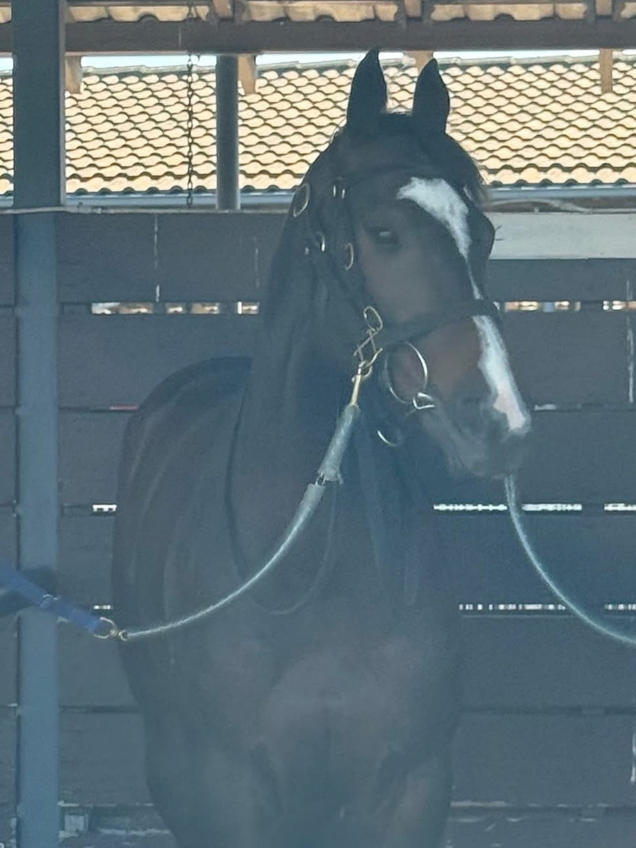 How good to see this star mare back at the track! 

Hellbent On You had a hit out @kemblagrangeracecourse this morning and went super💪

One more trial and she&rsquo;ll be back at the races, and by the look of it, she&rsquo;ll be in for another super