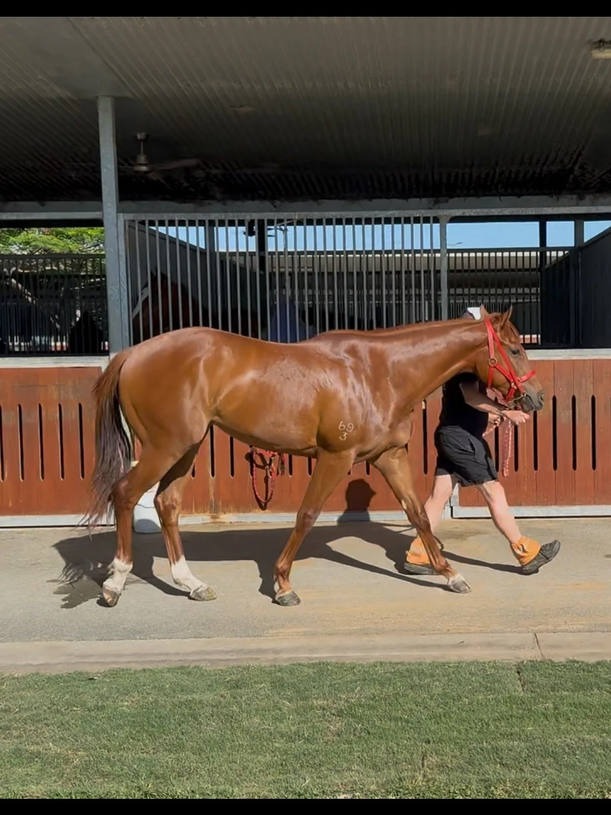 The travelling man, aka, Vardy, stopped in @chrisandersonracing this morning to check in on our 3 stars 🌟. Defiant Code, Get Ready Lass and High Sobriety all look AMAZING 🤩 

Get Ready Lass will race on Saturday at the Sunshine Coast @scturfclub an