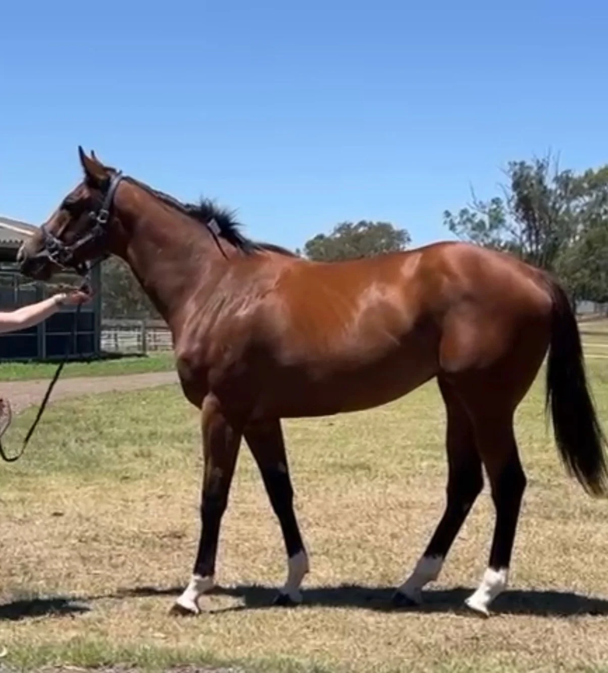 No, this is not a 3YO colt, it&rsquo;s our 2YO filly, Legaselli! 

What an amazing job @hannover_lodge have done (again) with her spelling and pre-training program. 

She now returns to @johnthompsonracing at Randwick to begin her new preparation, an