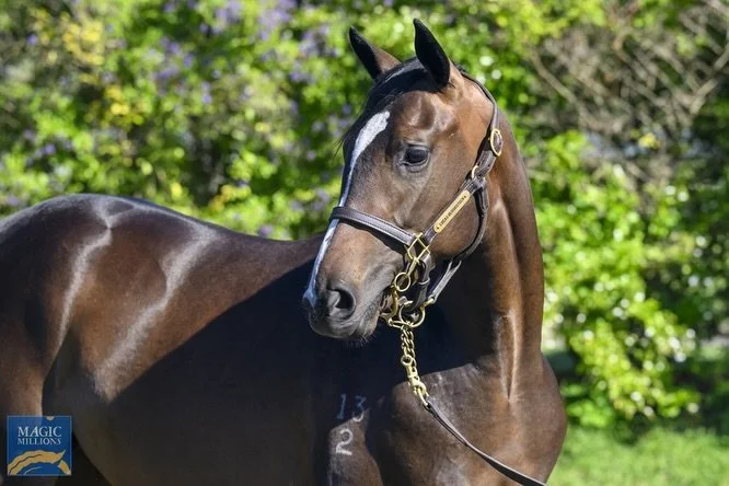 High Sobriety, Star Of Medici and Hell Of A Fox represent Team Vardy, @chrisandersonracing and @pepperracing2 today 💙💚🤍

HS kicks us off in race 4 at Murwillumbah, with Michael Hellyer on board. &ldquo;Hitting the line&rdquo; is what we want to se