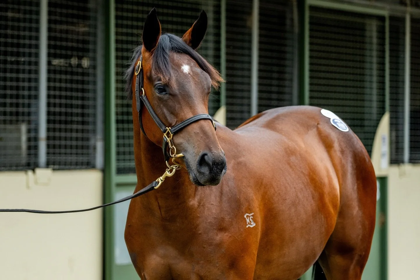 After a lengthy spell, Ready Made Heir returns to racing today @portmacquarieraceclub in race 3. 

She&rsquo;s been quite impressive in her two lead up trials and we&rsquo;re expecting her to run very well. 

@jennykduggan will ride for @kristenbucha