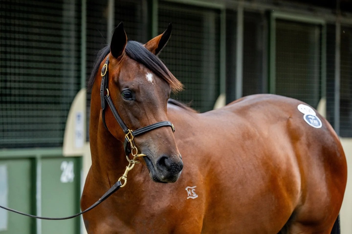 Ready Made Heir represents #teamvardy, @kristenbuchananracing and @jennykduggan today @portmacquarieraceclub in race 2💙💚🤍

We&rsquo;ve drawn perfectly in barrier 1 which will have us naturally a lot closer in the run. It&rsquo;s a competitive litt
