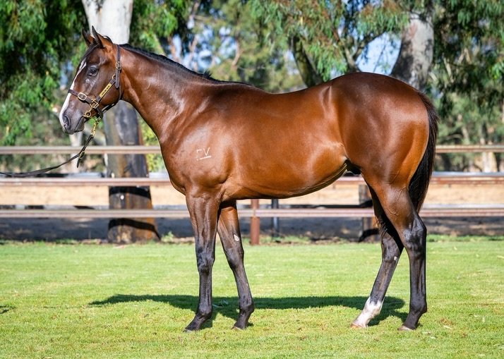 Do you want to race with one of WA&rsquo;s best in @simonmillerracing, have fun with the #vardyparty and own a piece of one of the best colts we found  at the @magicmillions sales? 

Well, you&rsquo;ve found the right people, and horse🐎💪

This outs