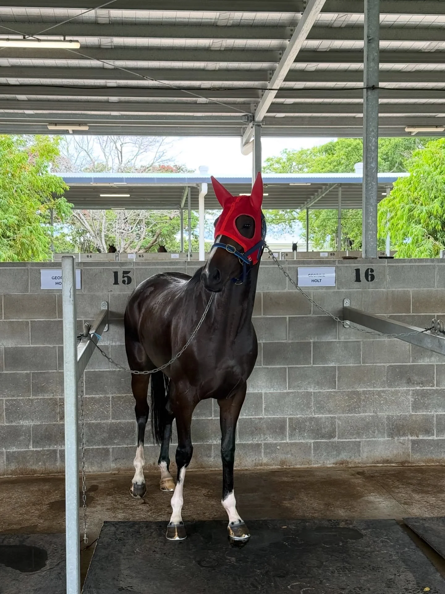 A two-state attack today.

High Sobriety, for @georgieholtracing , finds herself in winnable race @cludenpark Townsville at 1.21pm.

Media Frenzy is first-up in nearly 6 months for @pepperracing2 at 1.35pm @goulburnraces 
She&rsquo;s drawn a nice gat