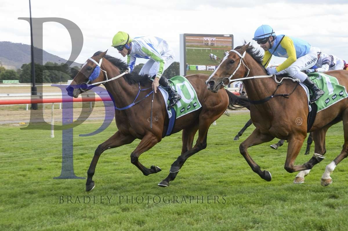 Hell Of A Fox represents @pepperracing2 @brockryan_  and heads to @sapphireracing for the Country Championships Qualifier today. 

We&rsquo;ll need plenty of luck coming out of barrier 13, but we know she can rattle home and hit the line hard. I thin