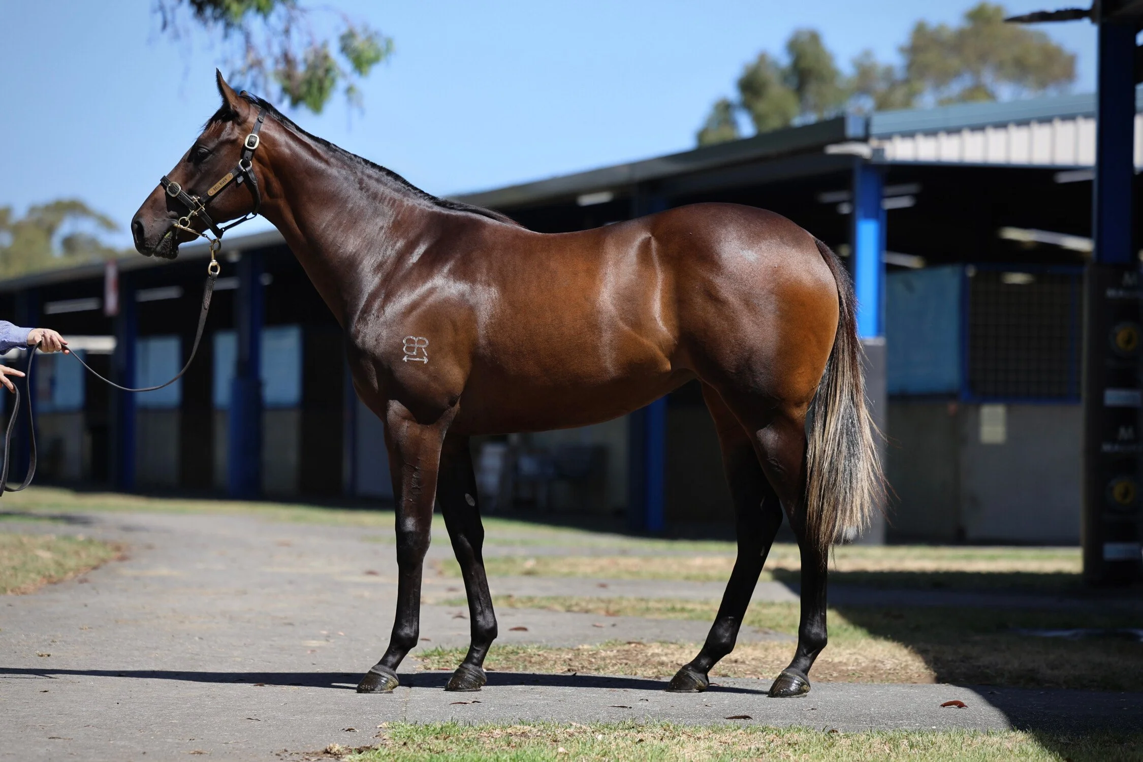 She’s a “Brazen Belle”💃