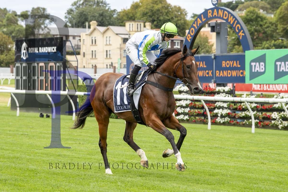 Legaselli races today @royal_randwick_racecourse for @johnthompsonracing and @alyshacollett 

She&rsquo;ll line up in the Group 2 Reisling Stakes for 2YO fillies over 1200. 

There seems to be a bit of speed in the race which will hopefully set it up