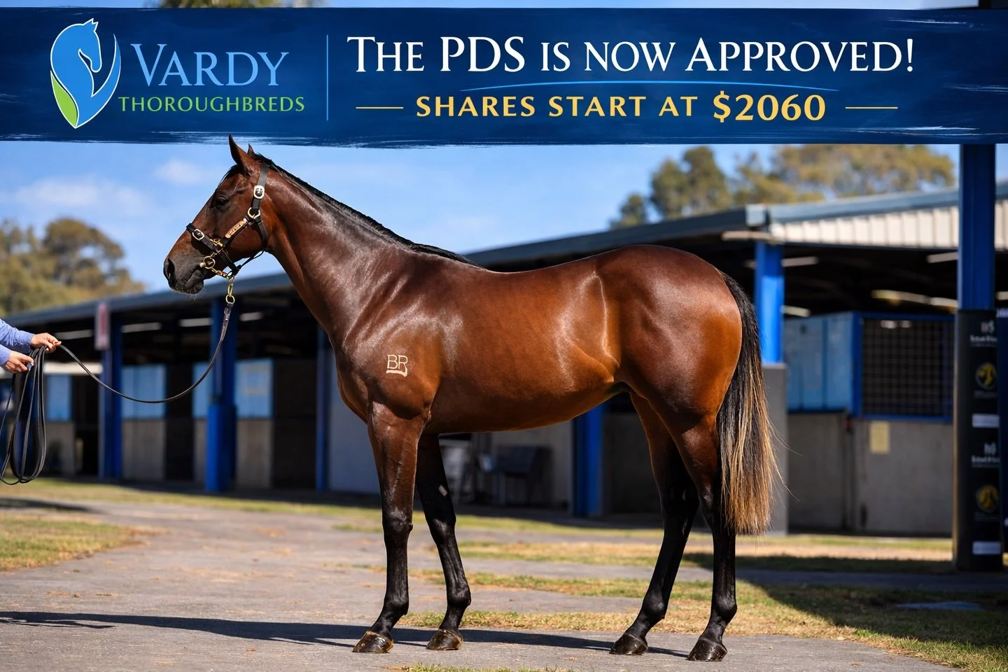 📢The PDS is approved 👏

Shares are now available in this magnificent Brazen Beau filly, to be trained by one of Victoria&rsquo;s best in @griffithsracing. 

Picked up last week from the @inglis_sales, and purchased from proven farm, @bell_river_tho
