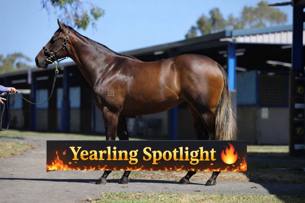 Yearling Spotlight 🔥

Brazen Beau x Ceilidh filly, to be trained by @griffithsracing 
Strong, mature type with a real sprinting look &mdash; we loved her, and the double cross to Canny Lad screams speed.

Golden Slipper winner Guest House carries Ca