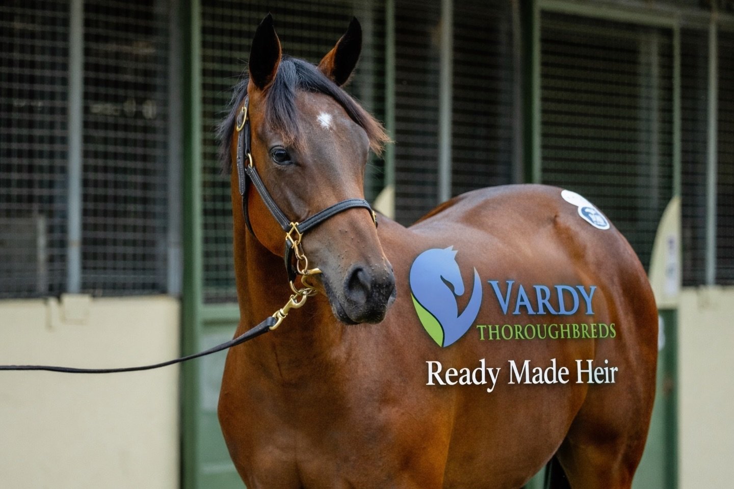 Ready Made Heir heads to @muswellbrookraceclub today, representing #teamvardy @kristenbuchananracing and @_annaroper 

Drawing perfectly in barrier 4, it should allow her to be cuddled up just behind the speed and have the last crack at them. 

She&r