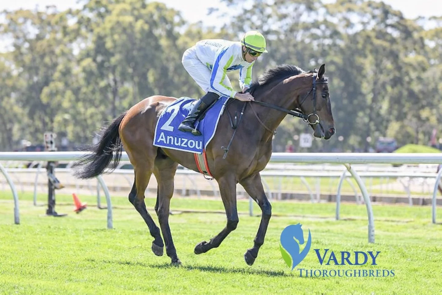 Anuzou races today @rosehill_gardens_racecourse for @johnthompsonracing and @bayliss777 in race 3. 

The big unit is ready to run well after 2 solid trials. He&rsquo;s drawn barrier 8/8, but has good gate speed and should be able to slot in, just beh