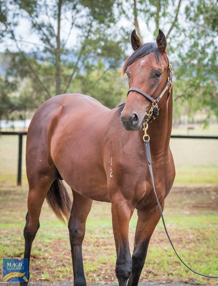 Today @thoroughbredpk Canberra, we have Star Of Medici and Hell Of A Fox representing #teamvardy and @pepperracing2 

SOM steps out over 1300 in race 4  with @jeanvovermeire handling the reins. A good starting point, he&rsquo;ll improve on whatever h
