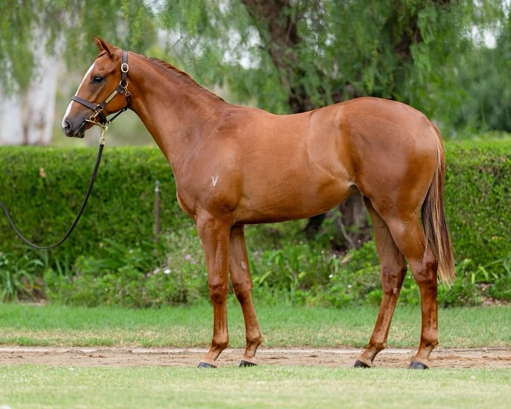Our Ole Kirk x Meow @magicmillions ladies💃 only horse is now officially named&hellip;

IT&rsquo;S MEOW OR NEVER 😸

It&rsquo;s a cracker of a name, and let&rsquo;s hope @sararyanracing and all of her owners are singing  throughout her career 🎶🎤
.
