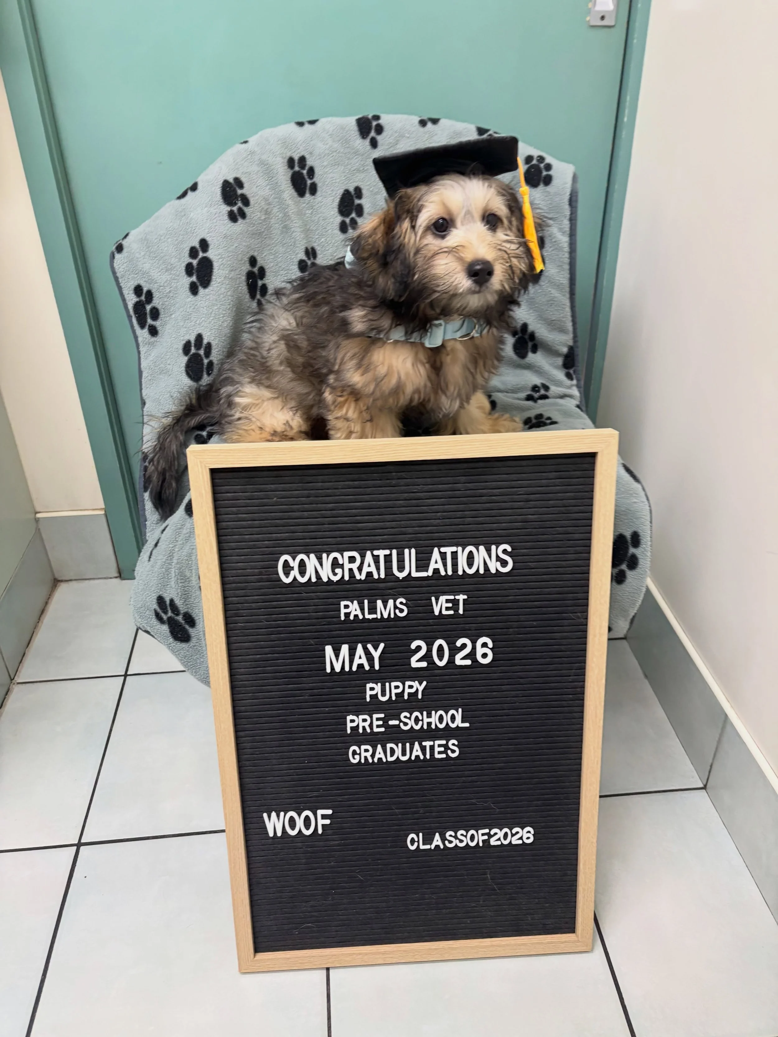 Our boy Biscuit graduated 👨&zwj;🎓from Puppy School. 

A very proud Grace attended every class with him and was very happy to see him finish with flying colours. 

A big shout out to Jasmin from @palmsvetgroup Townsville for your fantastic work and 
