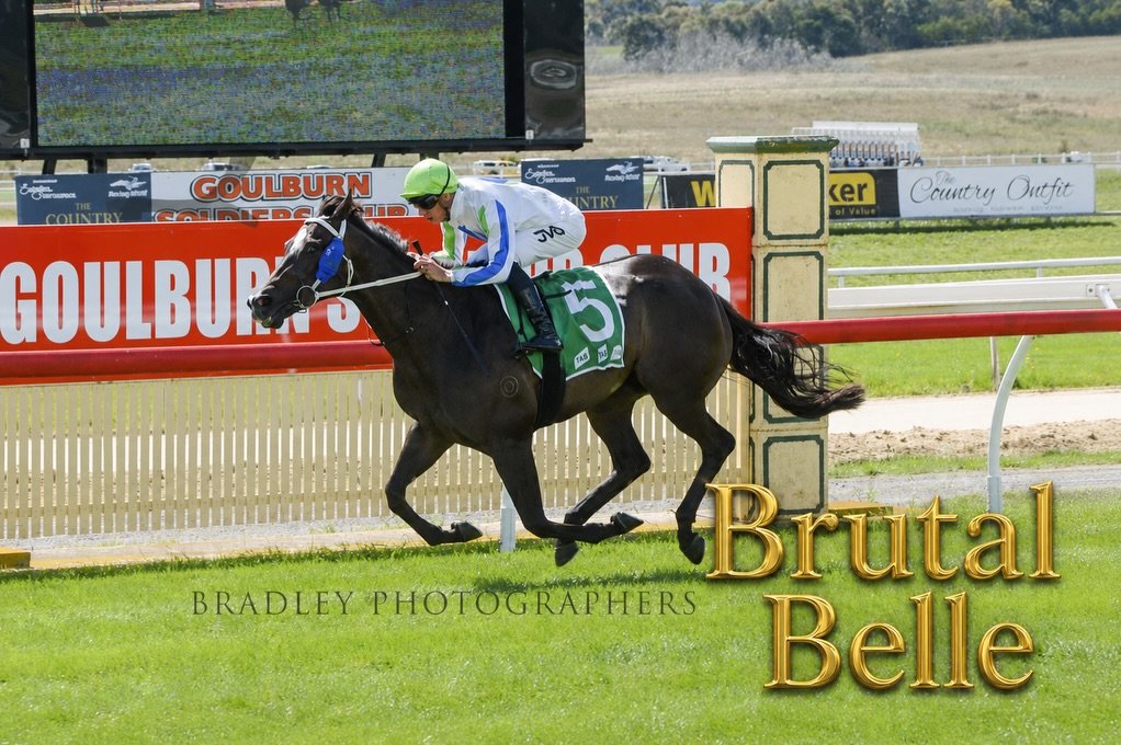 2 live chances for #vardythoroughbreds and @pepperracing2 at @sconeraceclub 

Brutal Belle and Hell Of A Fox both head into today&rsquo;s racing in fine form being last start winners. 

BB will contest race 6 at 3.25 and Foxy is in the lucky last at 