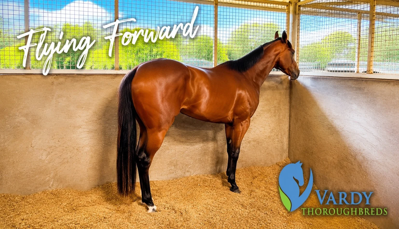 Flying Forward makes his debut today in the first race at the @scturfclub Sunshine Coast. 

Young apprentice @baileywheeler05 will take the reins, and this is our first starter with @stu_kendrick. Let&rsquo;s hope it&rsquo;s a day of &ldquo;firsts&rd