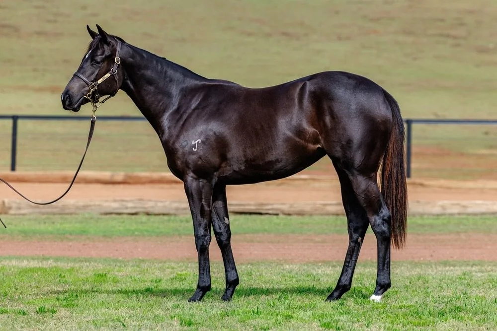 Vardy Value has struck late on day one of the @magicmillions National Yearling Sale. 

The Hellbent x Time To Leave (More Than Ready) filly was simply a standout from the first day of inspections. 

She is an outstanding type, moves well and is a pur