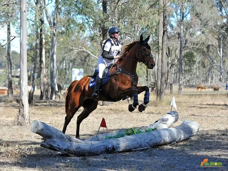 The next chapter ❤️🐎

This one makes us pretty proud 🥹 

Taking The Mikki recently started his new life away from the racetrack, and over the weekend competed in his first eventing competition &mdash; finishing third! 🥉

We&rsquo;ve always believe