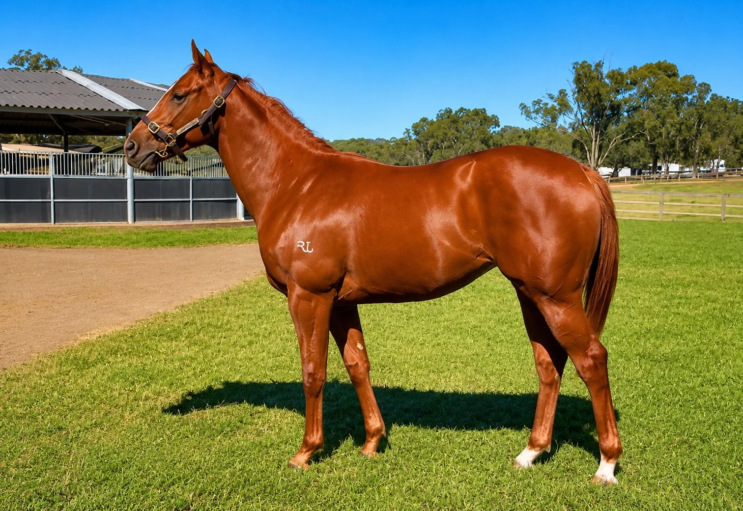 A massive achievement by @hannover_lodge and @sararyanracing to have our beautiful filly, Farnans Sweetheart, ready to trial this Monday at headquarters, aka, @royal_randwick_racecourse 

When we purchased her from the 2026 Classic @inglis_sales, we 