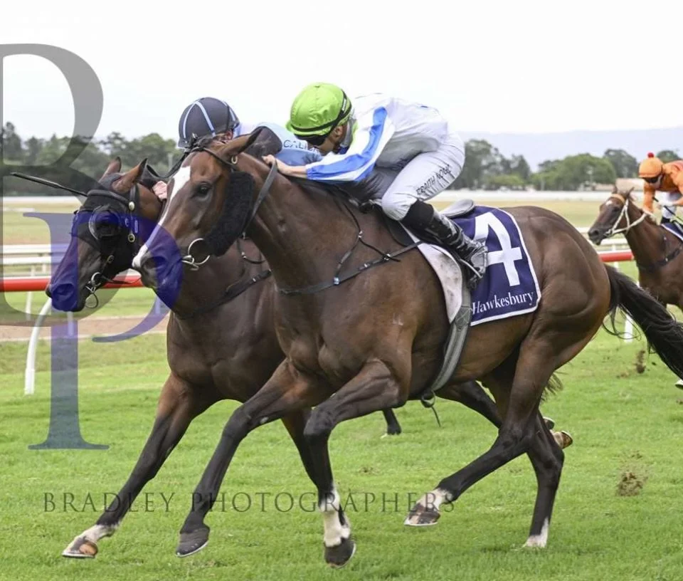 Hellbent On You returns to racing today @warwick_farm_racecourse for @johnthompsonracing and @reecey.jones in race 3.

She was dynamite 🧨 in her last start where she went down by just 0.2 of a length at $41.

Similar odds today, same jockey, same di