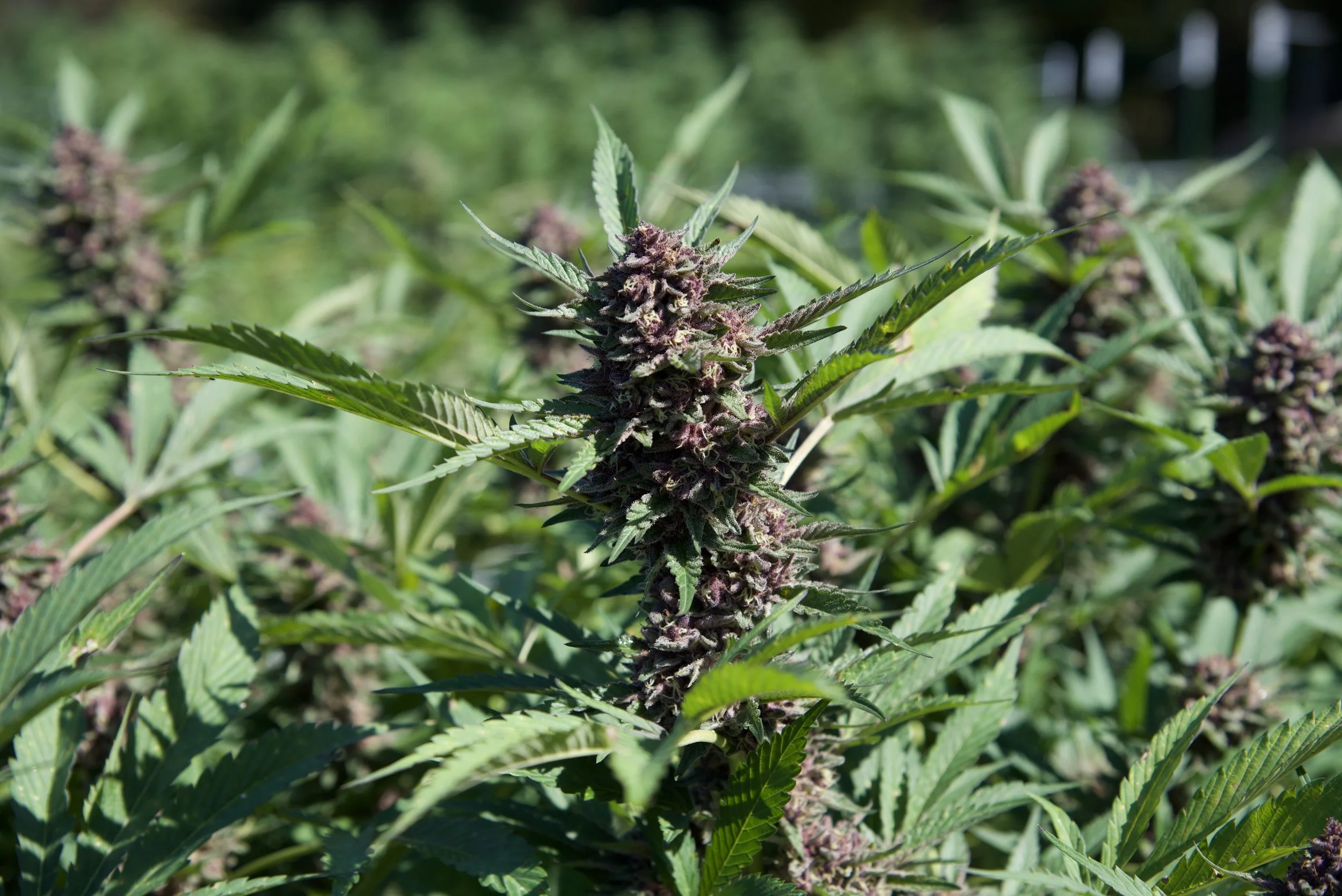 First time smoking weed? Start here