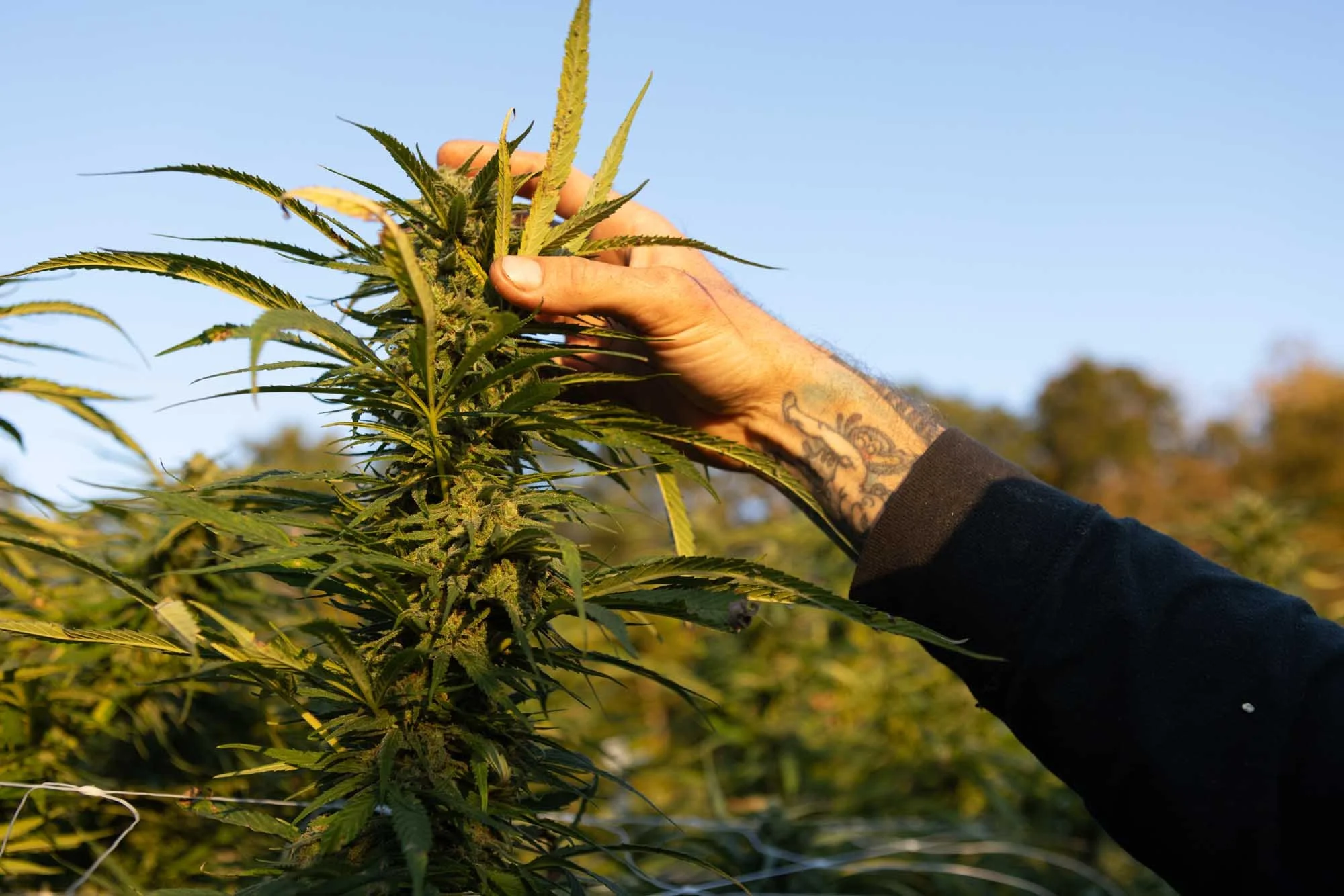 Parts of the cannabis plant