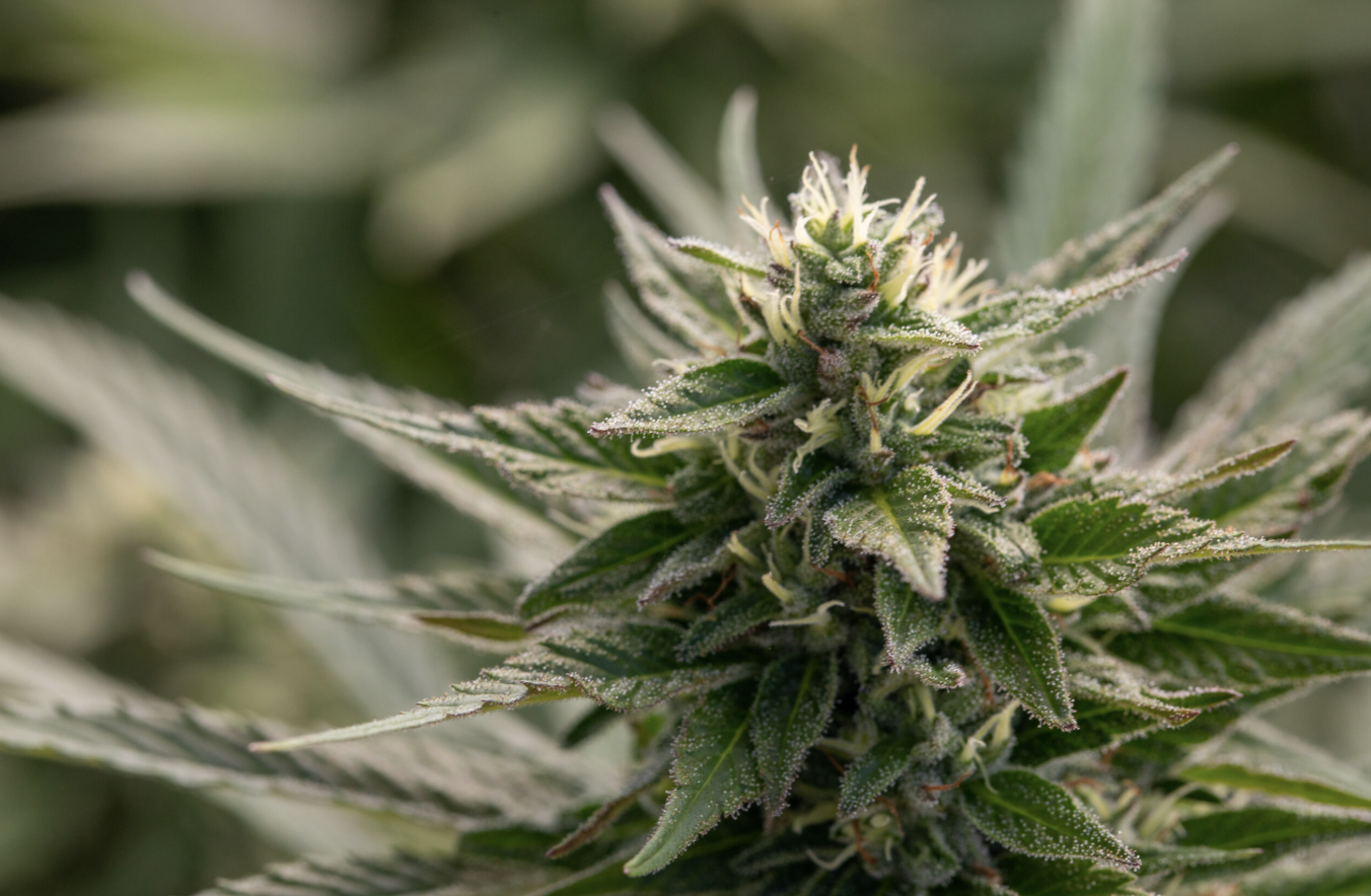 How to decide which cannabis strains to try