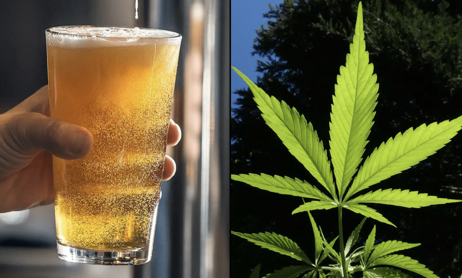 Drinking Cannabis Beverages Reduces Alcohol Use And Improves Sleep, Stress And Mood, New Study Shows