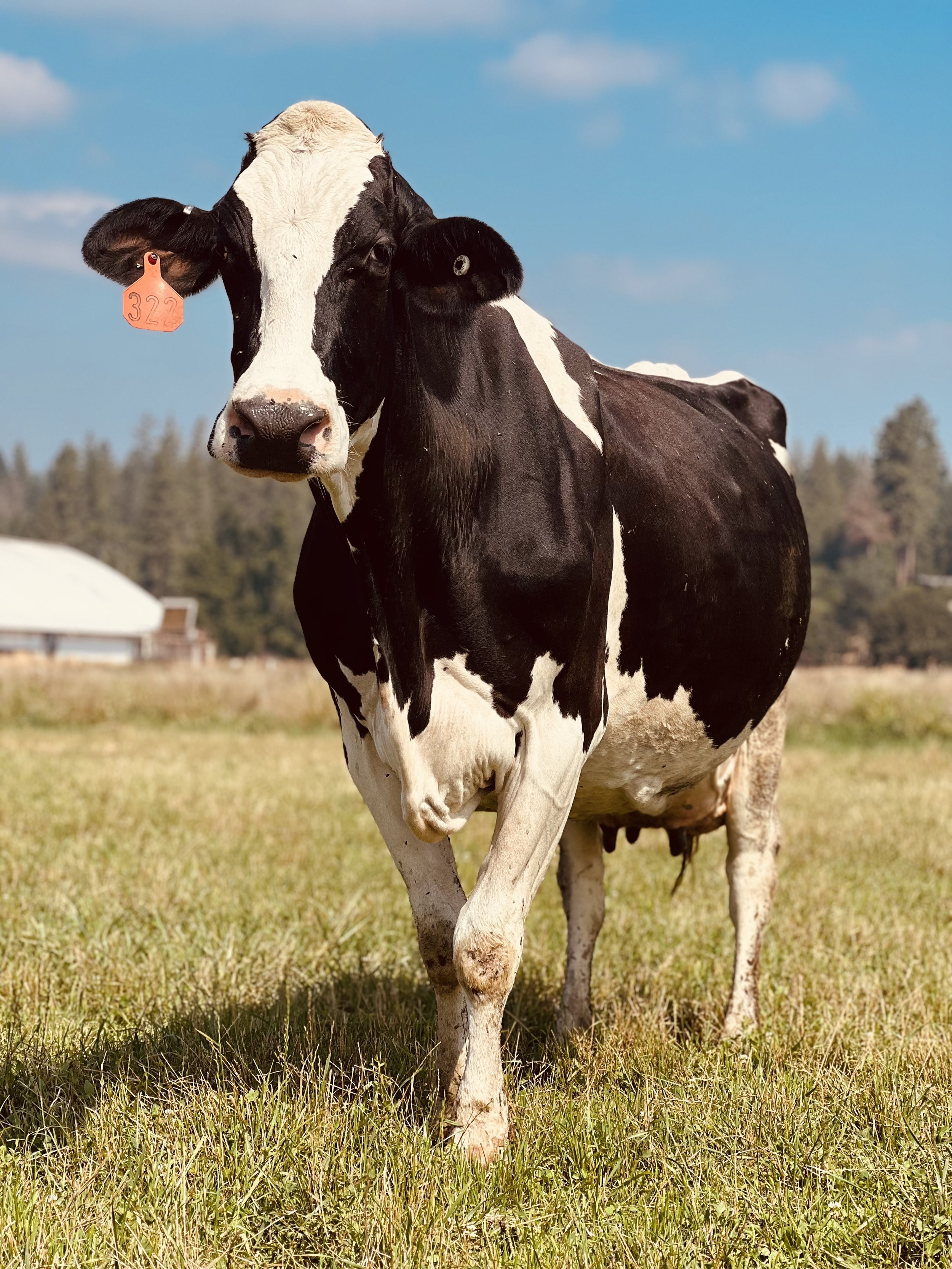 Bessie 2.jpeg