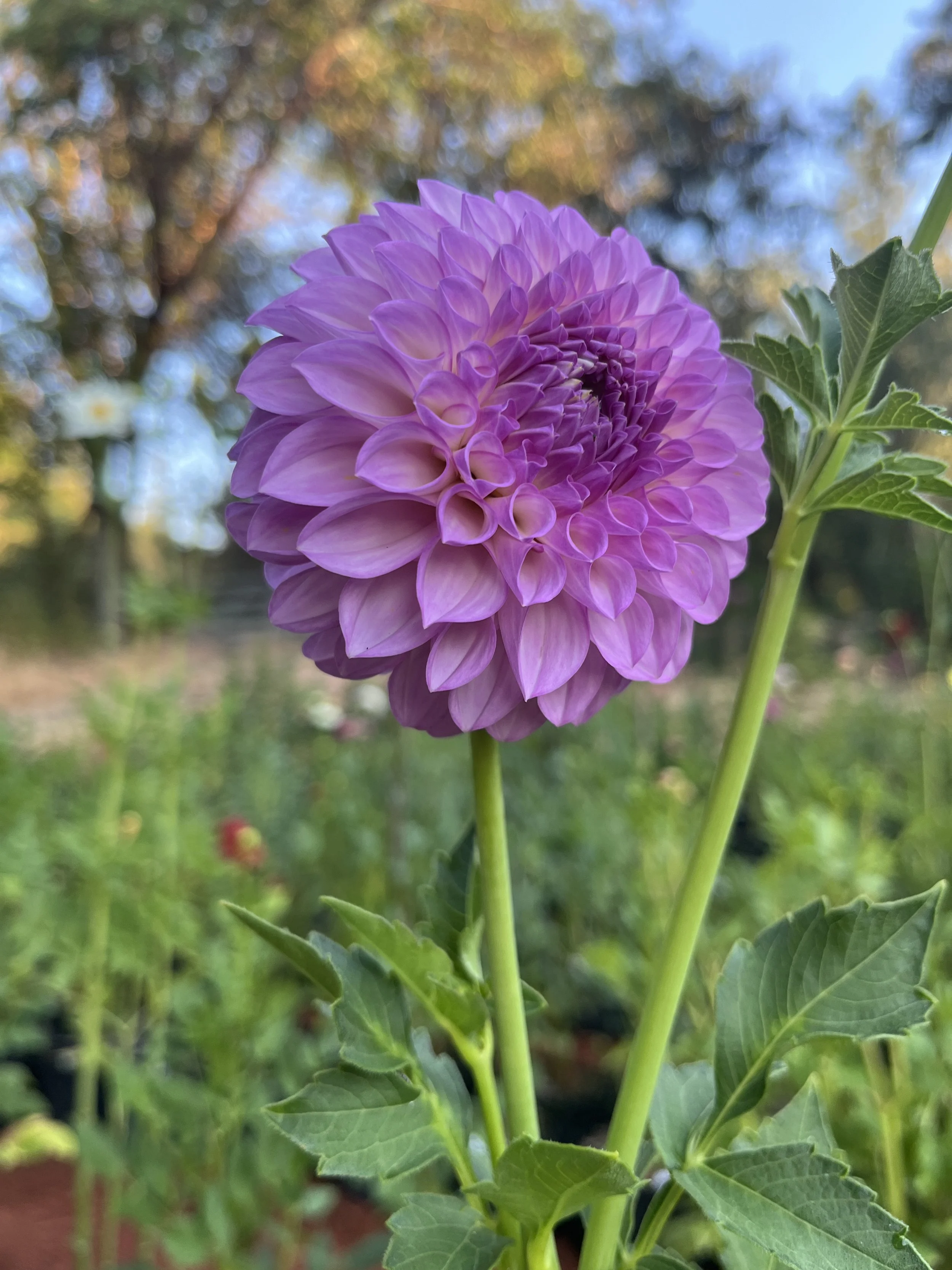 20th Ave Pure Prince