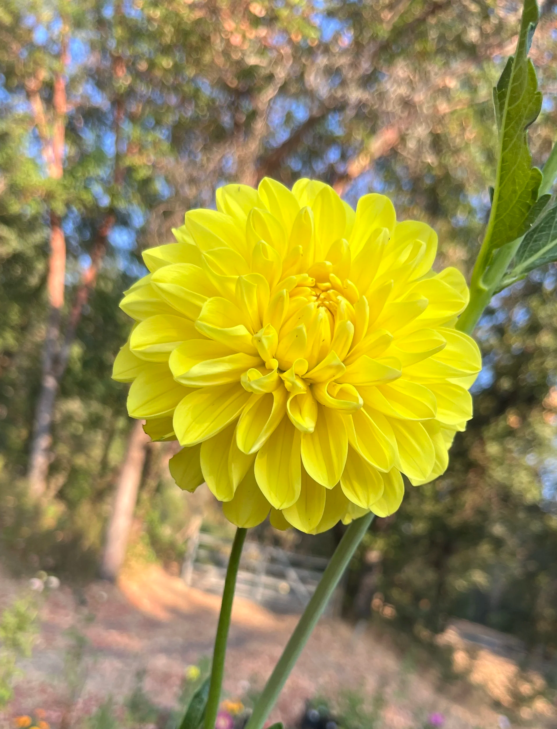 Hollyhill Sunflare (2025 Intro)