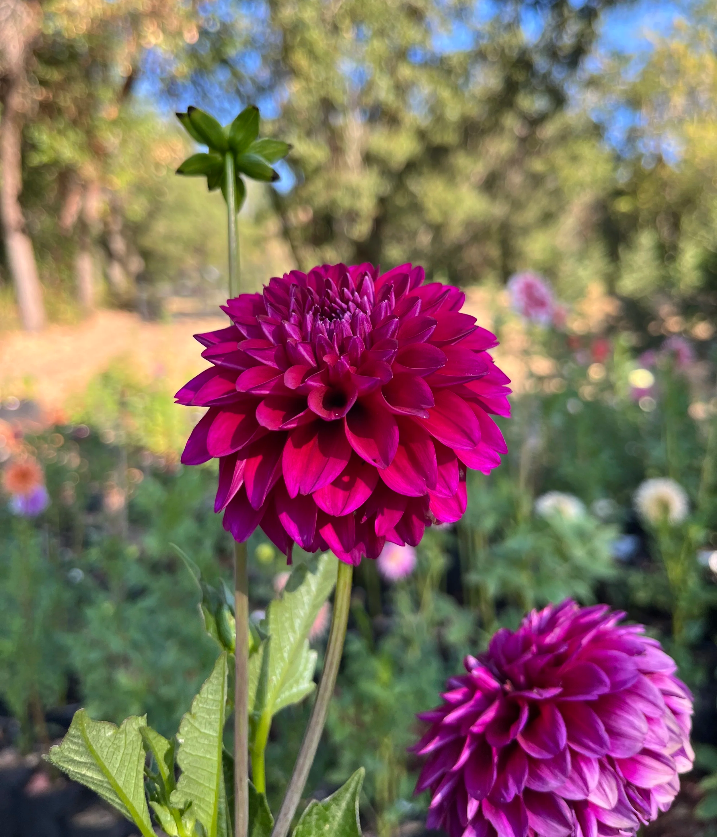 Hollyhill Berry Purple