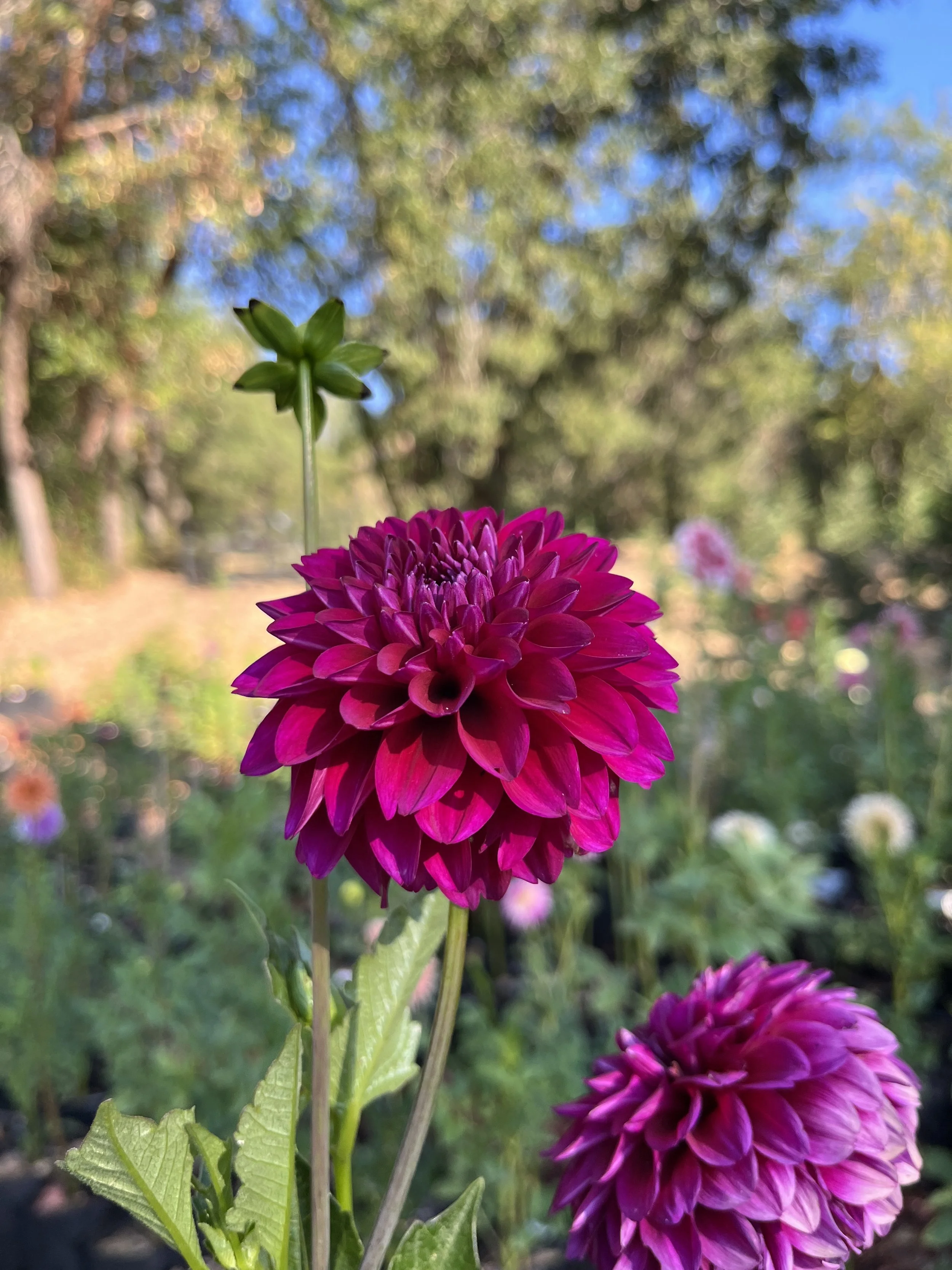 Hollyhill Berry Purple