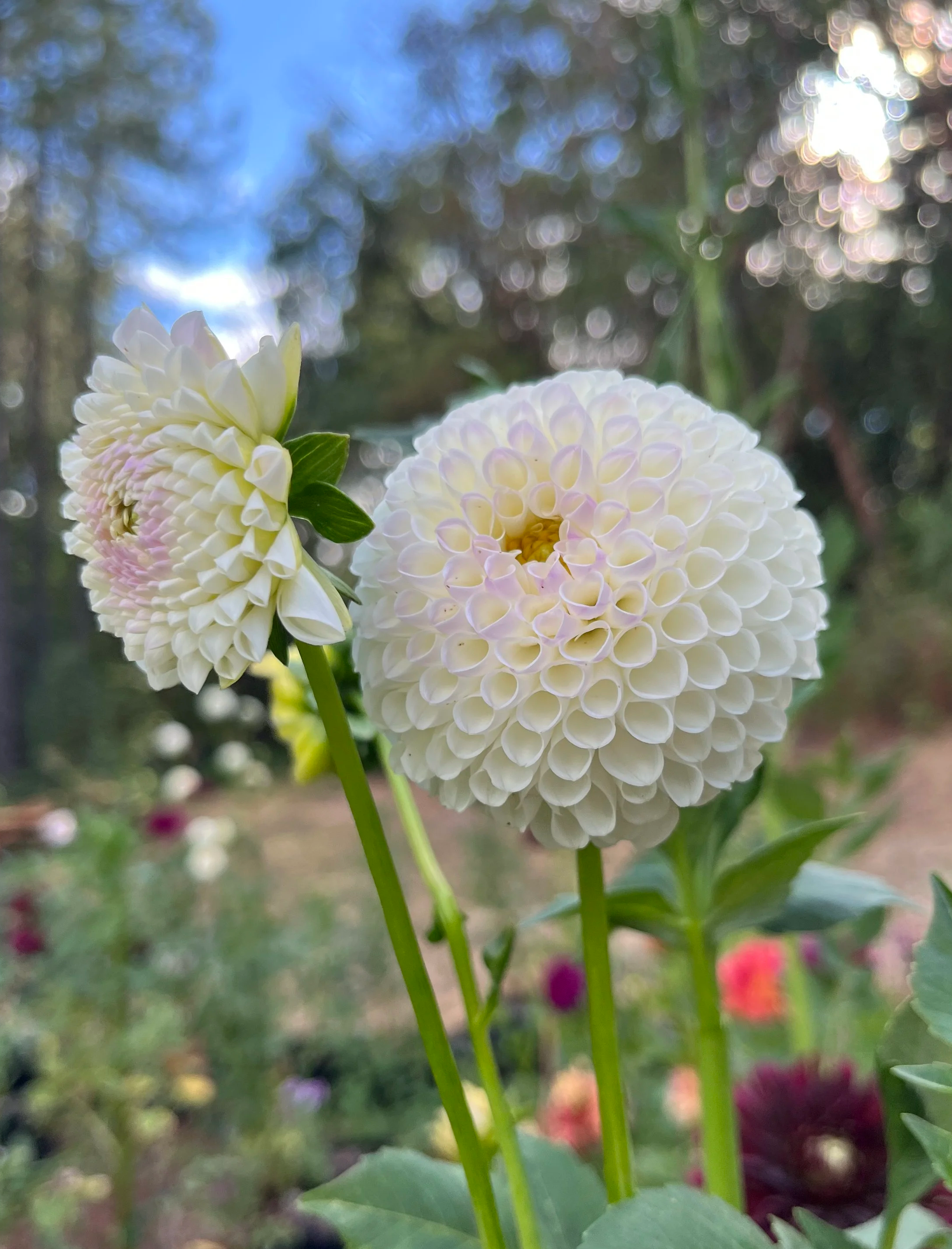 Hollyhill Miss White