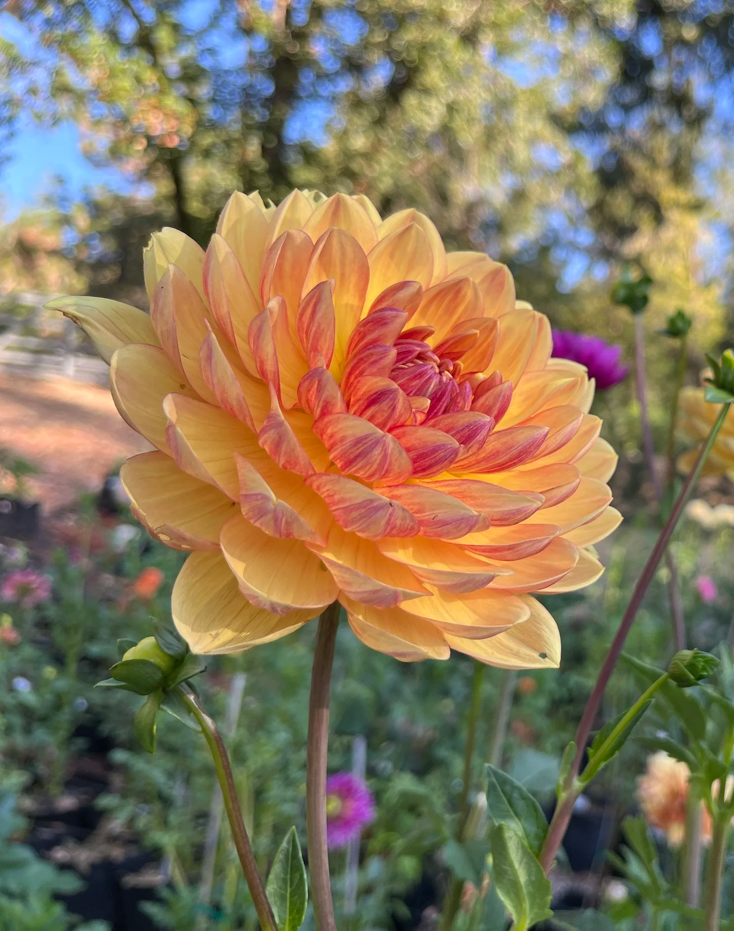 Hollyhill Golden Glow